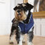 Outech Casaco Azul com Estampagem de Ossos para cães, , large Indicador imagem número 3